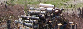 Stack of firewood