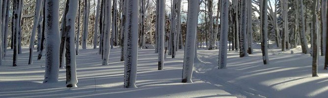 Sunlight falls on a snow-covered forest along the Grand Marais Cross-Country Ski Trail. Sunlight falls on a snow-covered forest along the Grand Marais Cross-Country Ski Trail.