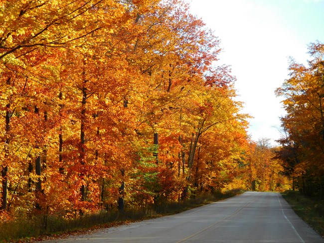 Orange and red trees line each side of a paved road