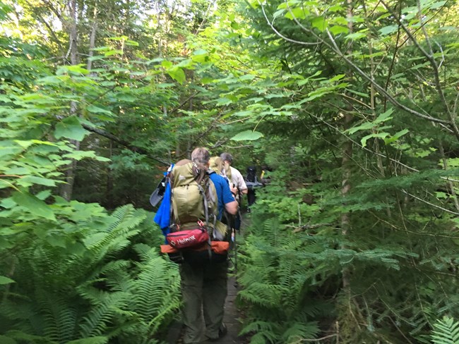 Backpackers on a narrow trail hiking through a thick forest