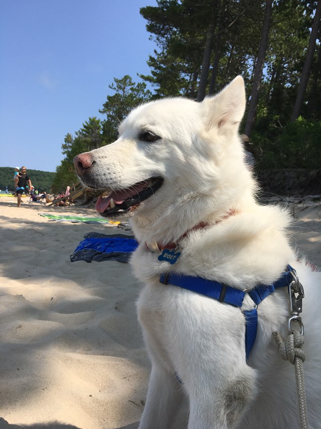 Dog on leash at Miners Beach