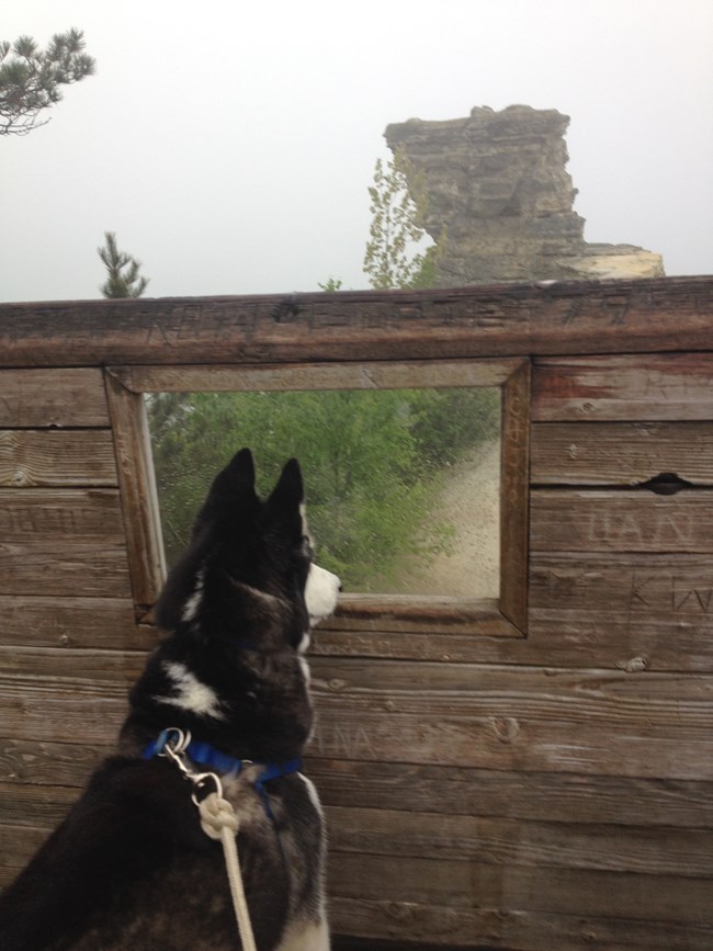 Dog looking through fence window at Miners Castle
