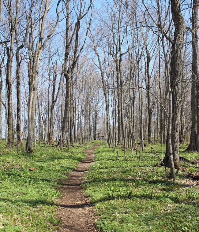 A dirt trail winds through a stand of leafless deciduous trees. Low green vegetation grows on either side of the trail.