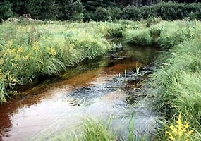 The clear waters of the Indian River meander through the Hiawatha National Forest.
