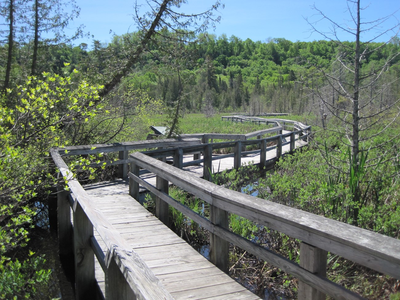 Boardwalk through the marsh trail