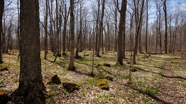 a trail winds through trees with sparse green vegetation on the forest floor.