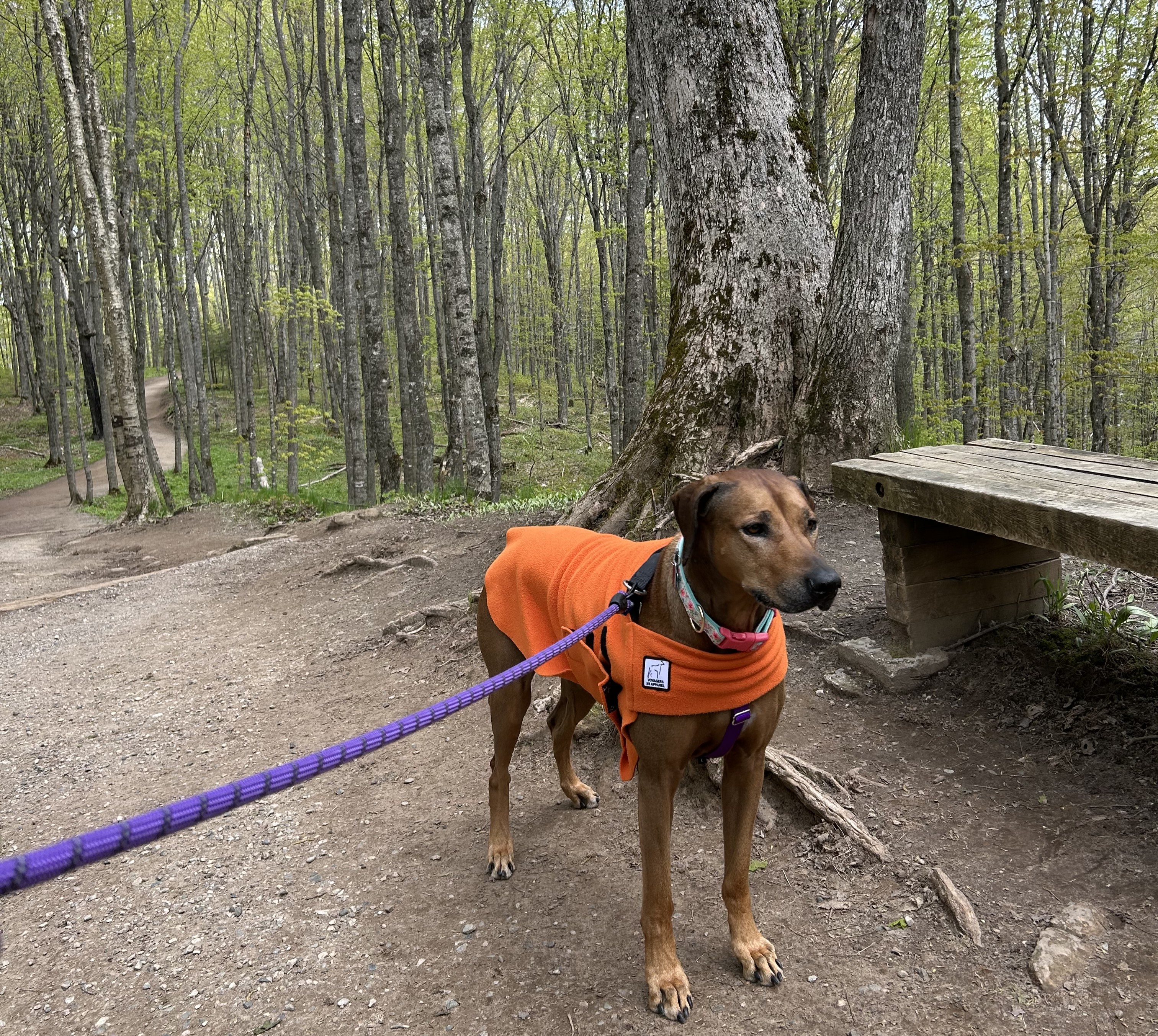 Pets at Pictured Rocks - Pictured Rocks National Lakeshore (U.S. National Park Service)