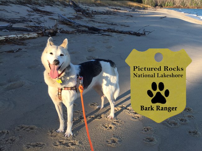 Dog on leash on the beach. Bark Ranger tag.