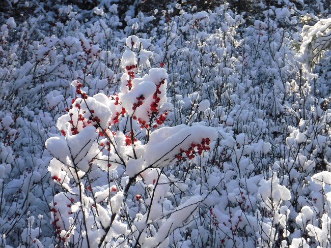 white snow on bright red winterberries