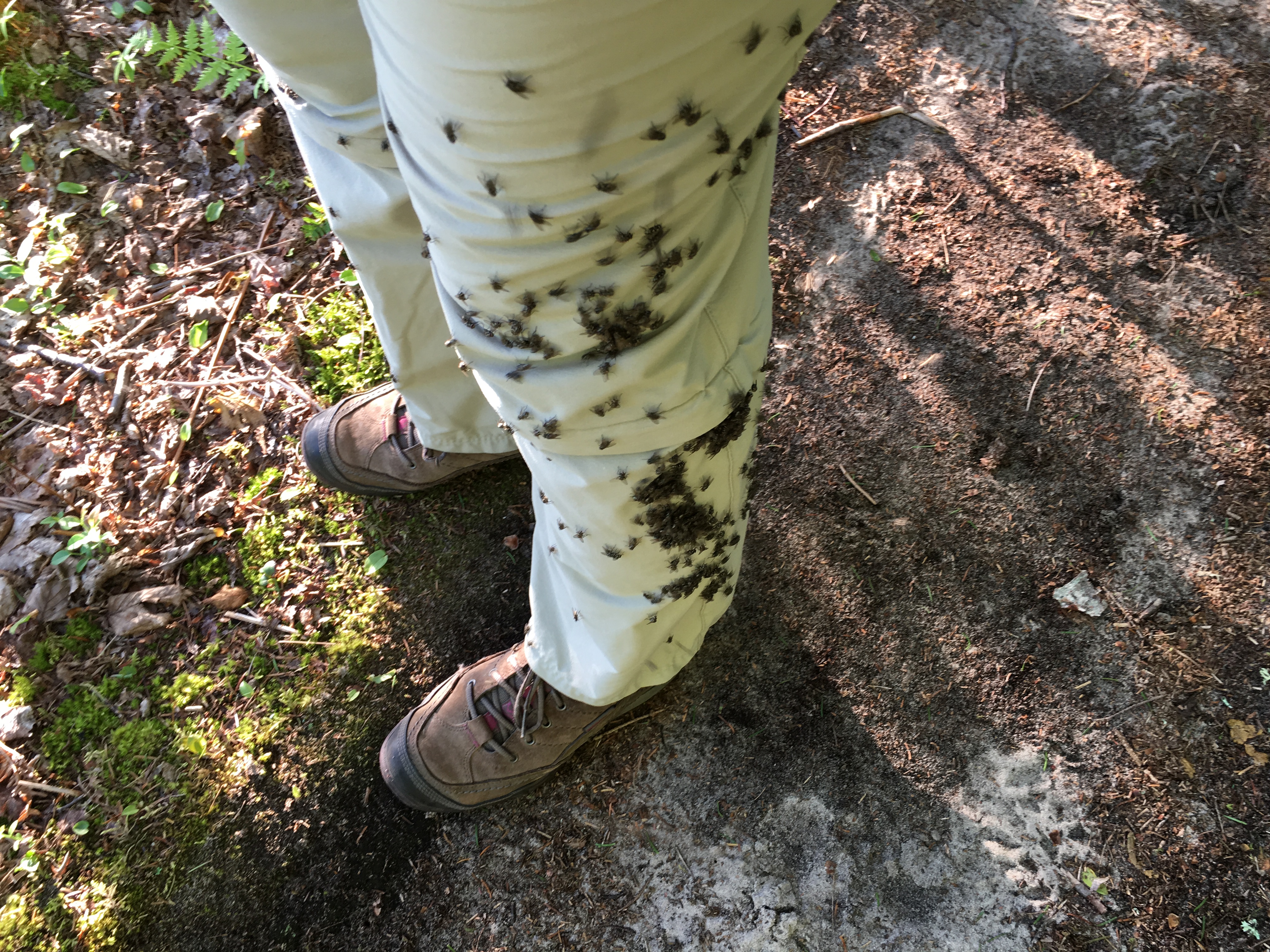How To Keep Yellow Flies Off Dogs