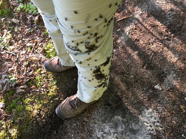 Stable flies covering a hiker's legs