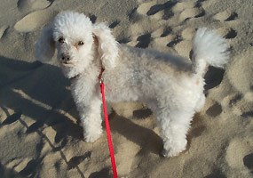 This toy poodle enjoys an afternoon at Miners Beach. This toy poodle enjoys an afternoon at Miners Beach.