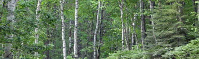 The gravel entrance road to Twelvemile Beach campground winds through a picturesque stand of white birch