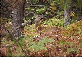 A white-tailed deer at home in the Seney National Wildlife Refuge.