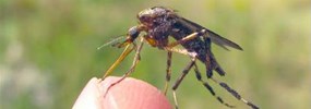 Mosquito on a fingertip