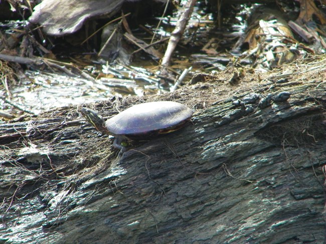 Red-eared Slider