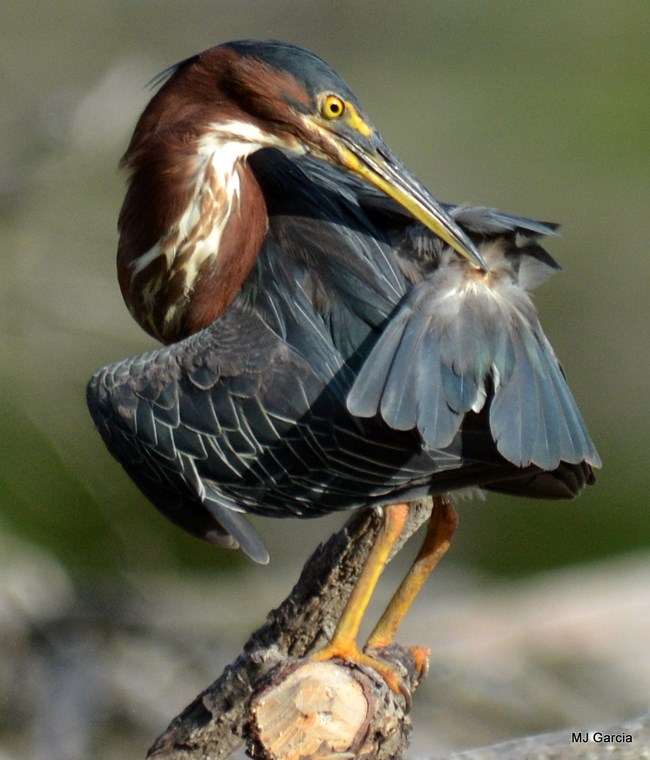 A blue heron grooming itself.