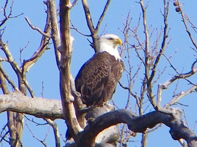 Piscatway Bald Eagle