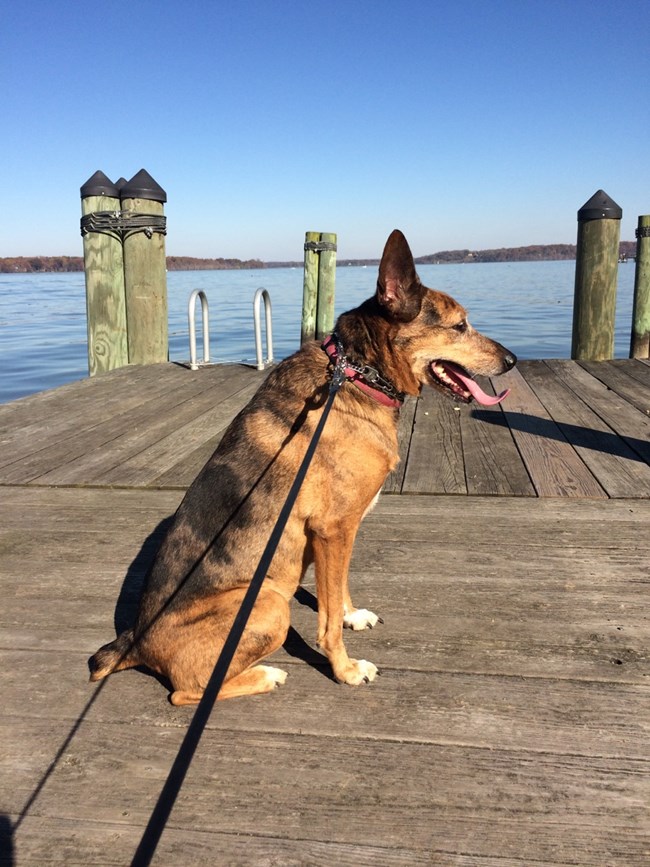 A small brown and black dog on leash sits on a pier