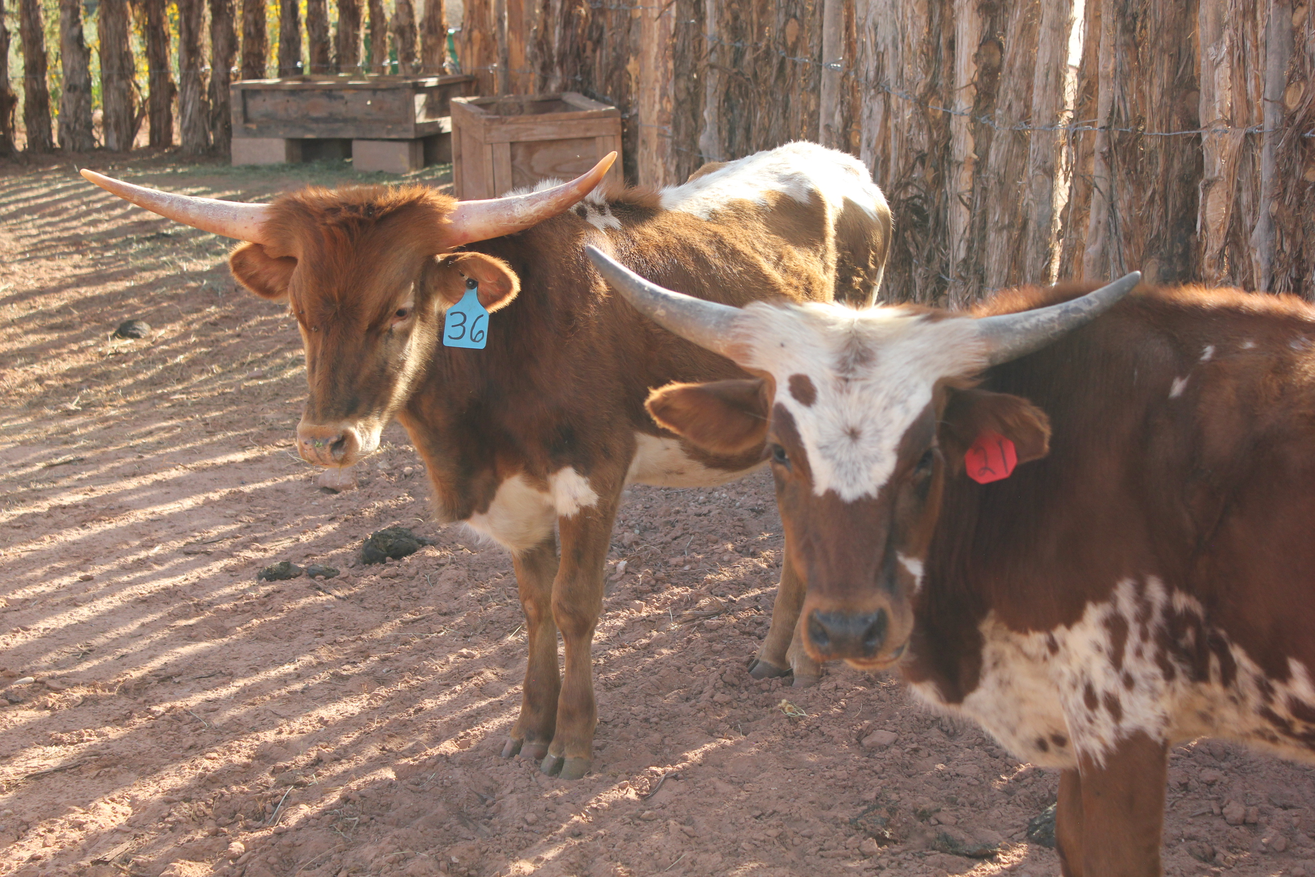 Two young longhorn cows stand in their new corral at Pipe Spring