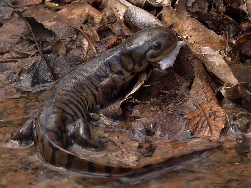 Tiger Salamanders - Pipe Spring National Monument (. National Park Service) Tiger Salamanders - Pipe Spring National Monument (. National Park Service)