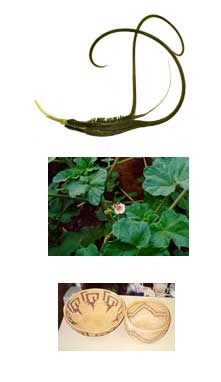 devil's claw
devil's claw plant
devil's claw baskets
