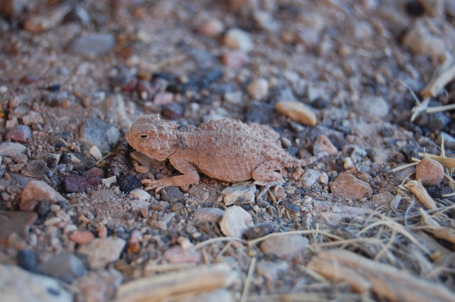 Desert Short Horned Lizard