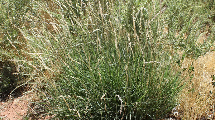 Galleta Grass - Pipe Spring National Monument (U.S. National Park Service)