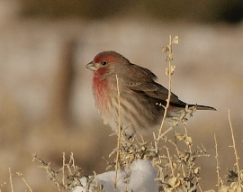 House Finch