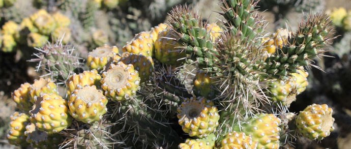 Whipple's Cholla