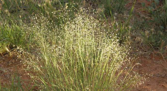 Indian Ricegrass 6 3 09 2_1