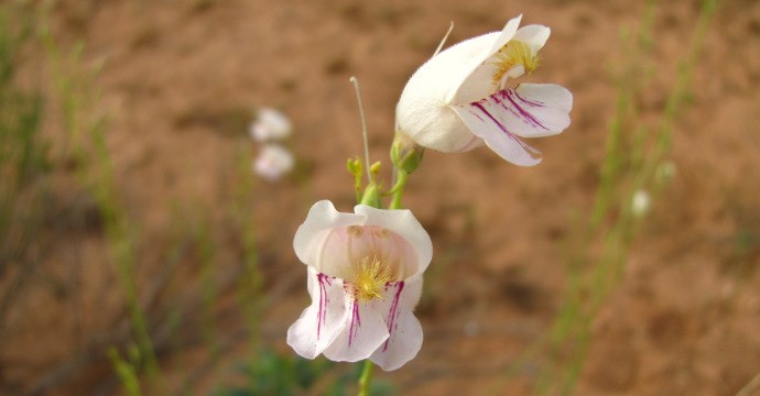 Palmers Penstamen
