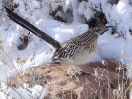 Roadrunner