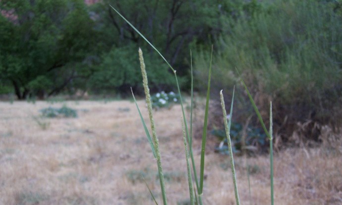 Spike Dropseed