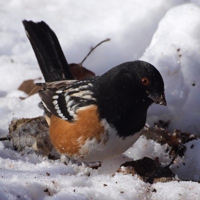 Spotted Towhee