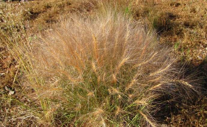 Squirrel Tail