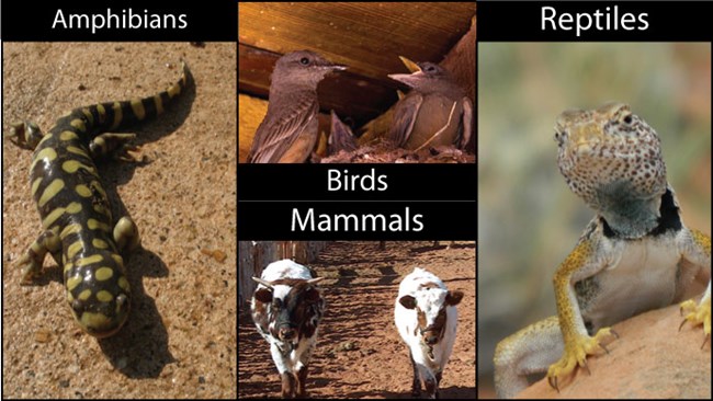 Different animals found at Pipe Spring