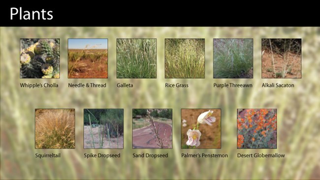 Plants found at Pipe Spring