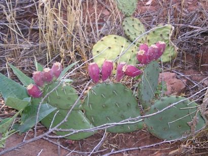 Prickly pear Cactus at Pipe Spring National Monument