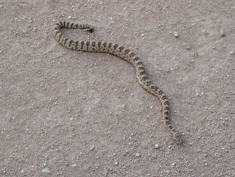 Great Basin Rattlesnake Great Basin Rattlesnake