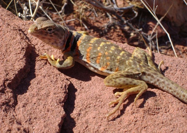 Great Basin Collared Lizard