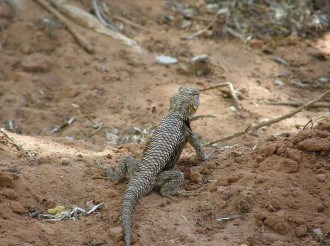 Desert Spiny Lizard