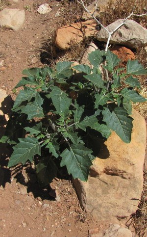 Datura