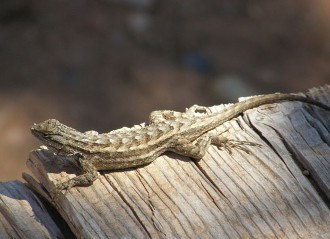 Eastern Fence Lizard