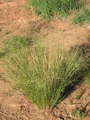 Indian ricegrass