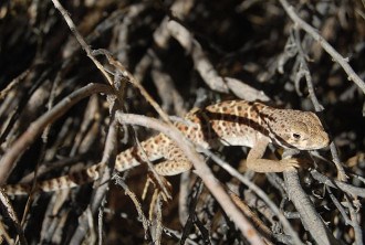 Leopard Lizard