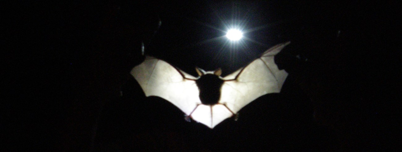 Bat