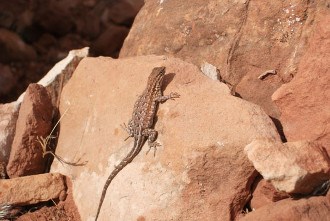 Sagebrush Lizard