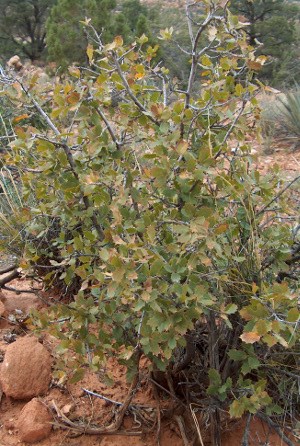 Scrub Live Oak