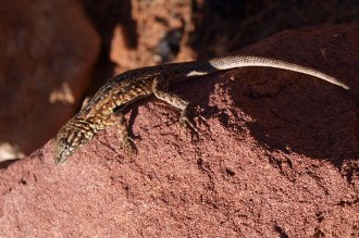 Side-blotched Lizard